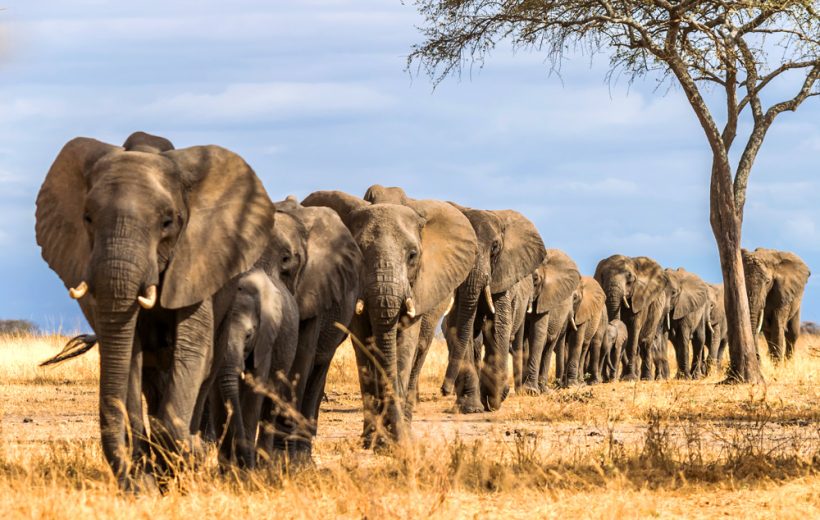 Tarangire National Park