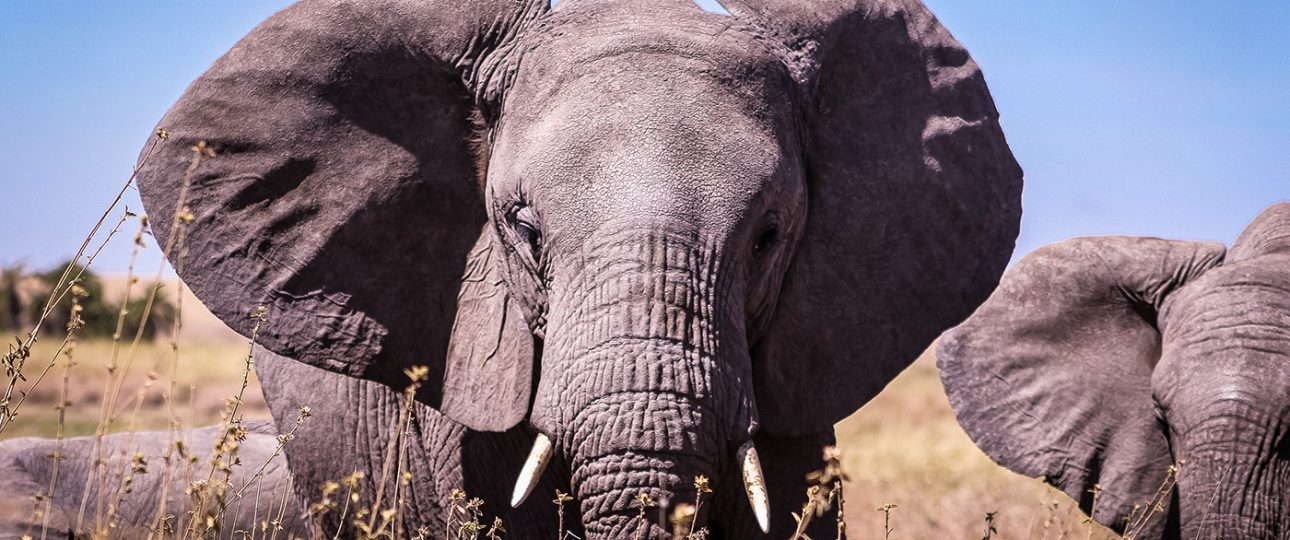 Tarangire National Park