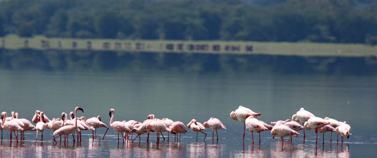 Lake Manyara - Tanzania park